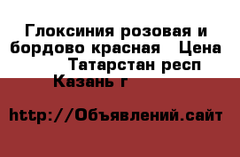 Глоксиния розовая и бордово-красная › Цена ­ 150 - Татарстан респ., Казань г.  »    